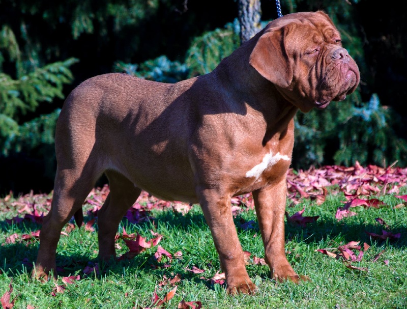 agramer bordog Alpha