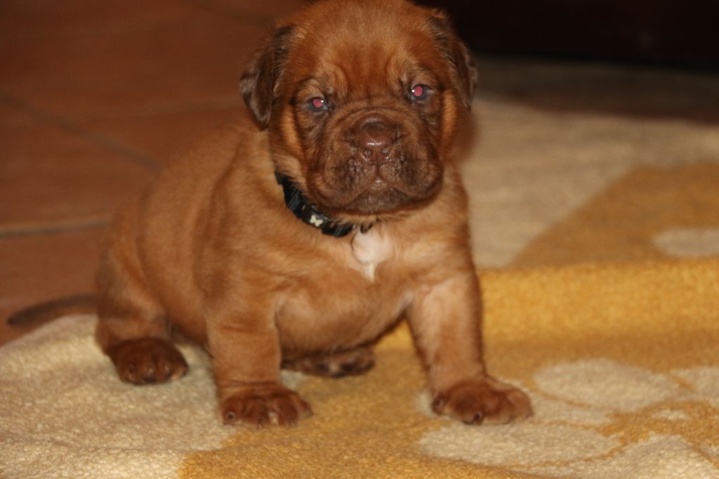 CHIOT