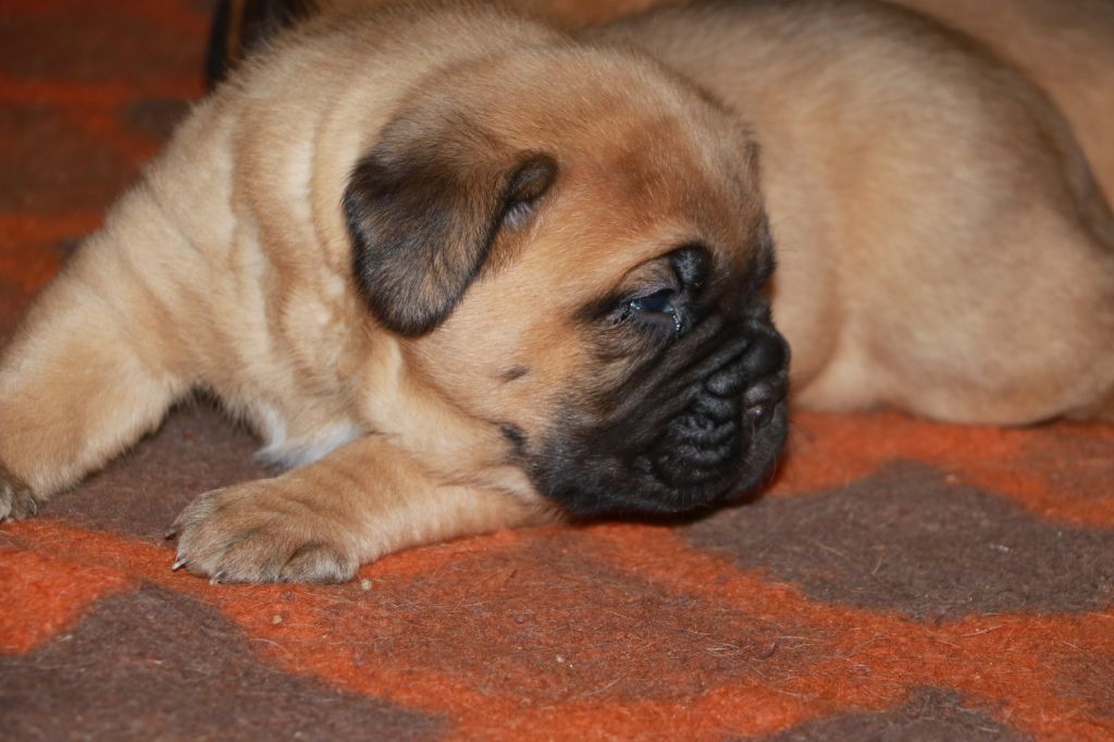 CHIOT
