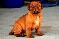 CHIOT