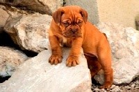 CHIOT